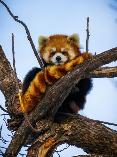 Red Panda in Nepal